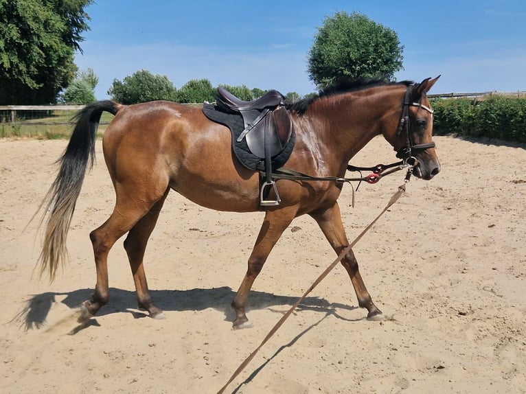 Arabe égyptien Jument 3 Ans 154 cm Bai in Boutersem