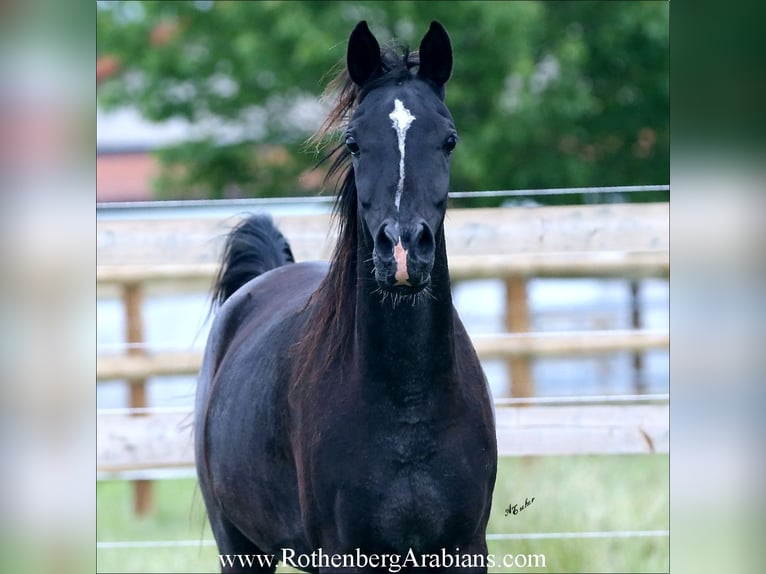 Arabe égyptien Jument 4 Ans 147 cm Noir in Monheim