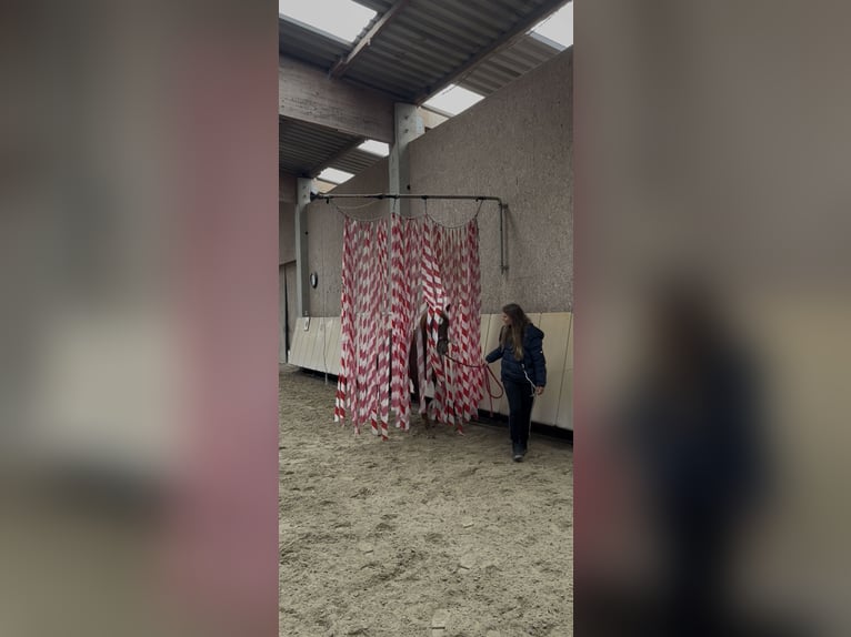 Arabe égyptien Jument 4 Ans 150 cm Alezan in Kist