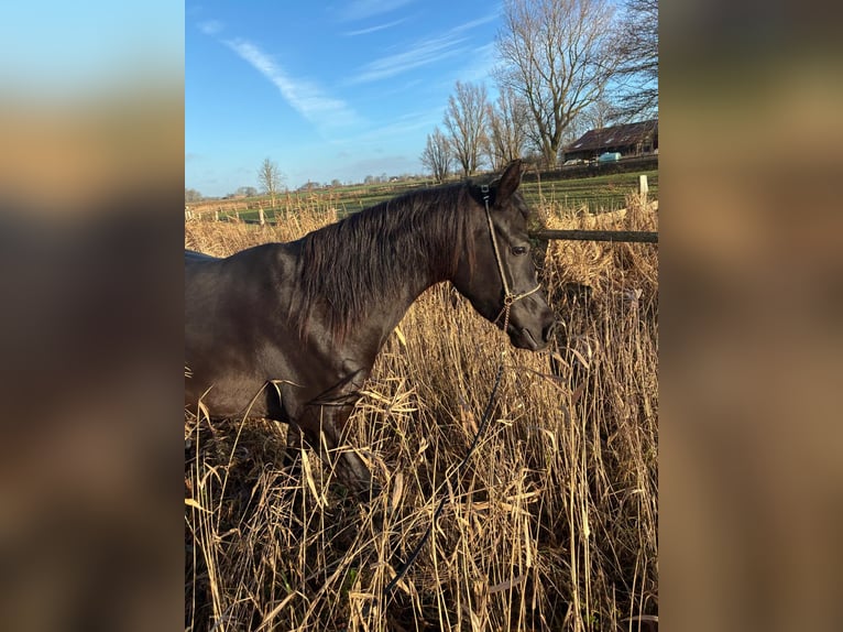 Arabe égyptien Jument 4 Ans 150 cm Noir in Witzwort