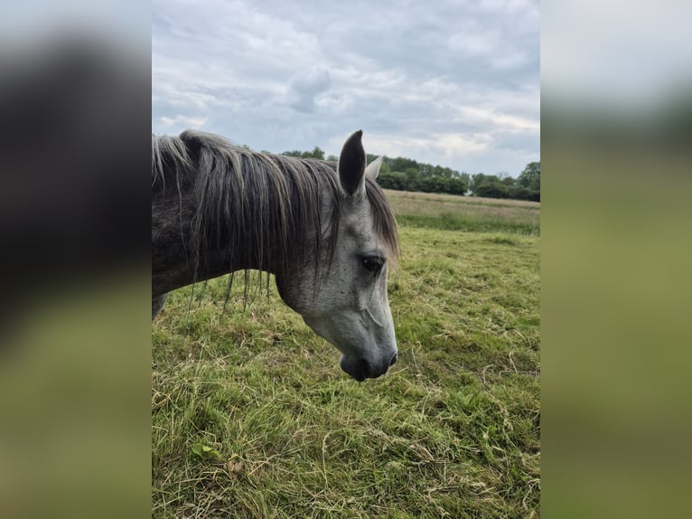 Arabe égyptien Jument 4 Ans 152 cm Gris in Engelschoff