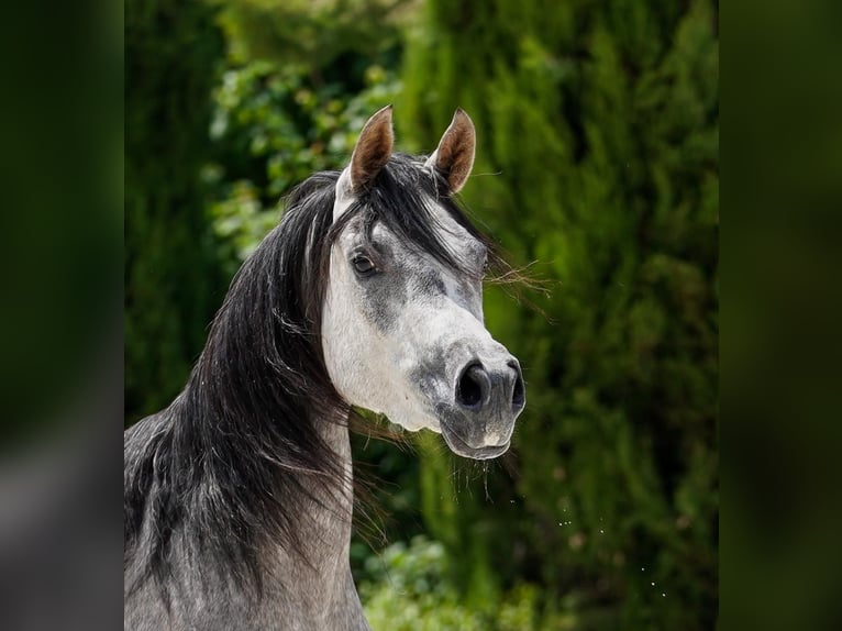 Arabe égyptien Jument 4 Ans 155 cm Gris in Bergamo