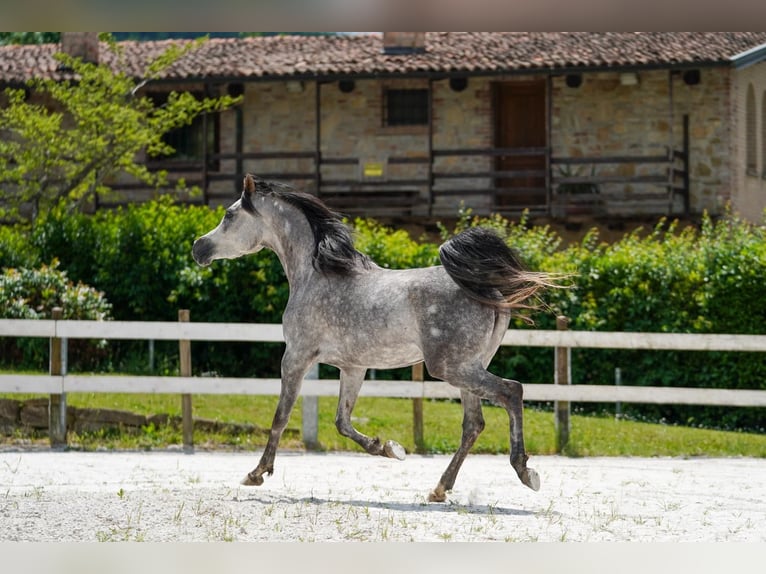 Arabe égyptien Jument 4 Ans 155 cm Gris in Bergamo