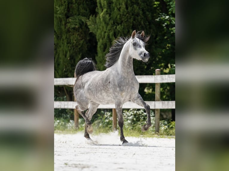 Arabe égyptien Jument 4 Ans 155 cm Gris in Bergamo