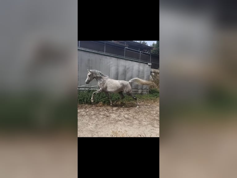 Arabe égyptien Jument 4 Ans  in Erice