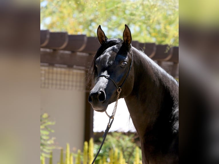 Arabe égyptien Jument 5 Ans 152 cm Noir in Scottsdale