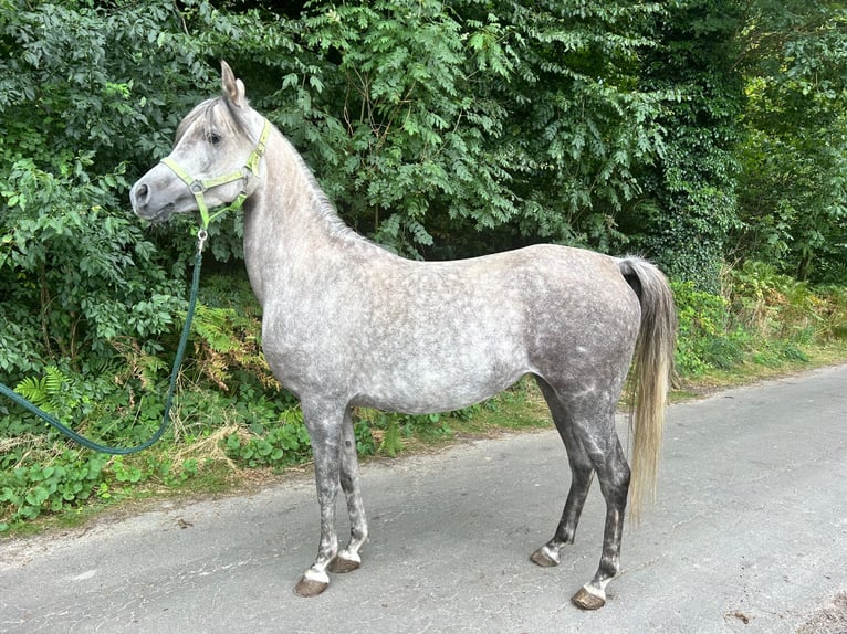 Arabe égyptien Jument 6 Ans 152 cm Gris in Geestland