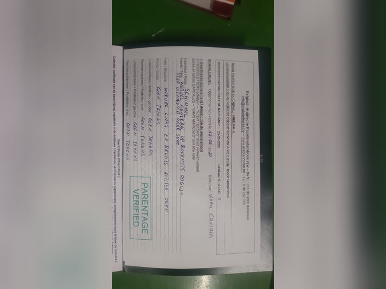 Arabe égyptien Jument 6 Ans 152 cm Gris in Geestland