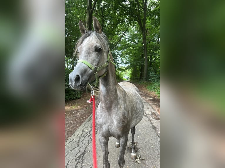 Arabe égyptien Jument 6 Ans 152 cm Gris in Geestland