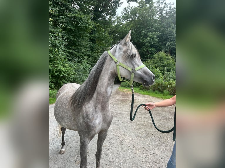 Arabe égyptien Jument 6 Ans 152 cm Gris in Geestland
