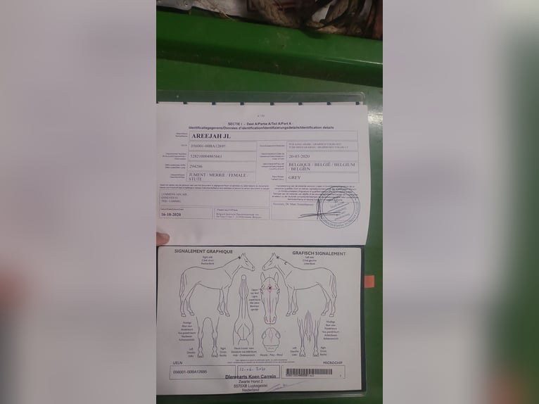 Arabe égyptien Jument 6 Ans 152 cm Gris in Geestland