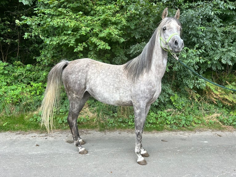 Arabe égyptien Jument 6 Ans 152 cm Gris in Geestland