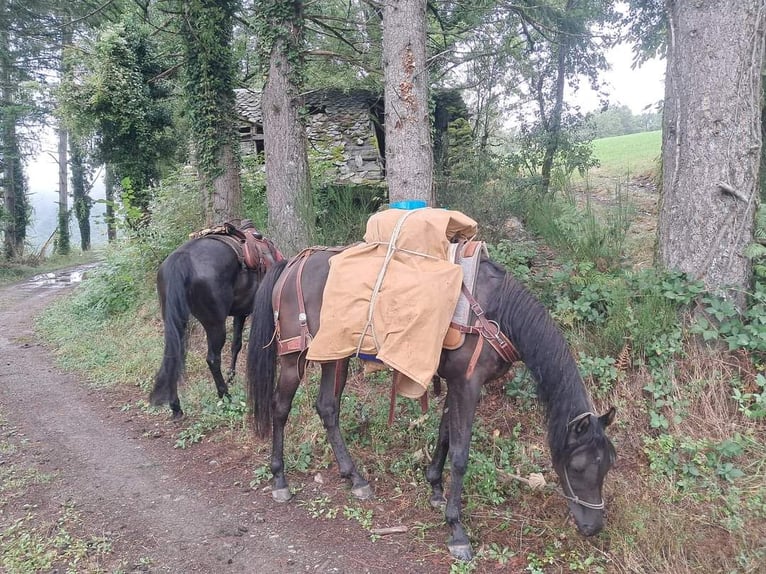 Arabe égyptien Jument 6 Ans 154 cm Noir in Balingen