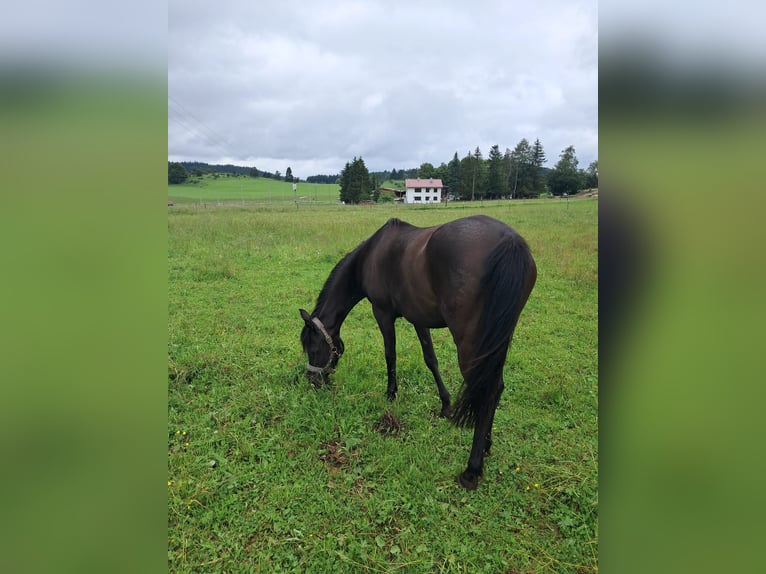 Arabe égyptien Jument 6 Ans 154 cm Noir in Balingen