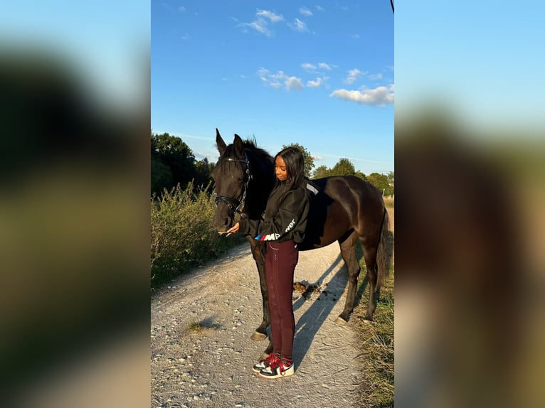 Arabe égyptien Jument 7 Ans 148 cm Noir in Ansbach