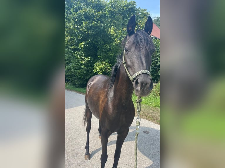 Arabe égyptien Jument 7 Ans 148 cm Noir in Ansbach
