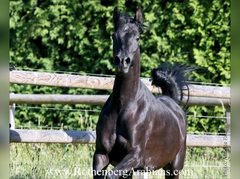 Arabe égyptien Jument 7 Ans 153 cm Noir in Monheim
