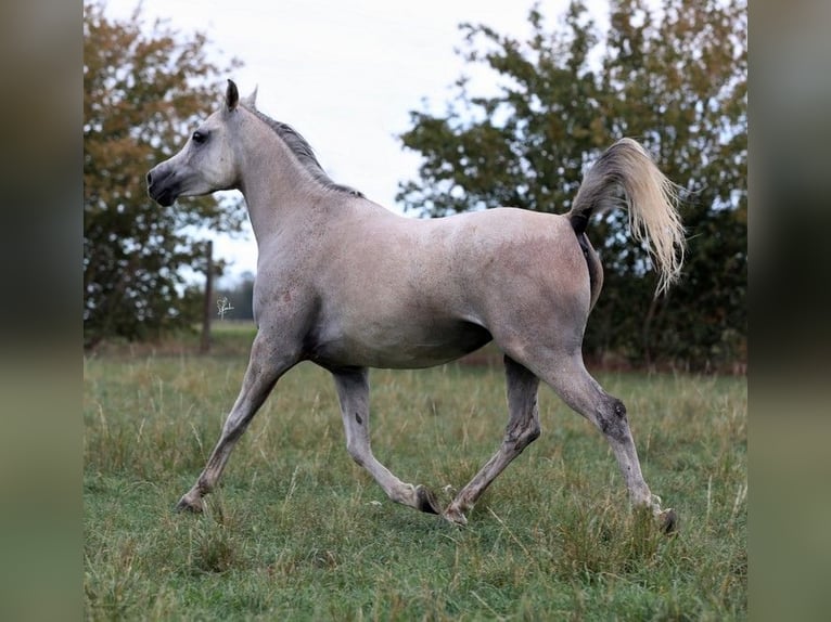 Arabe égyptien Jument 8 Ans 151 cm Gris in Erftstadt