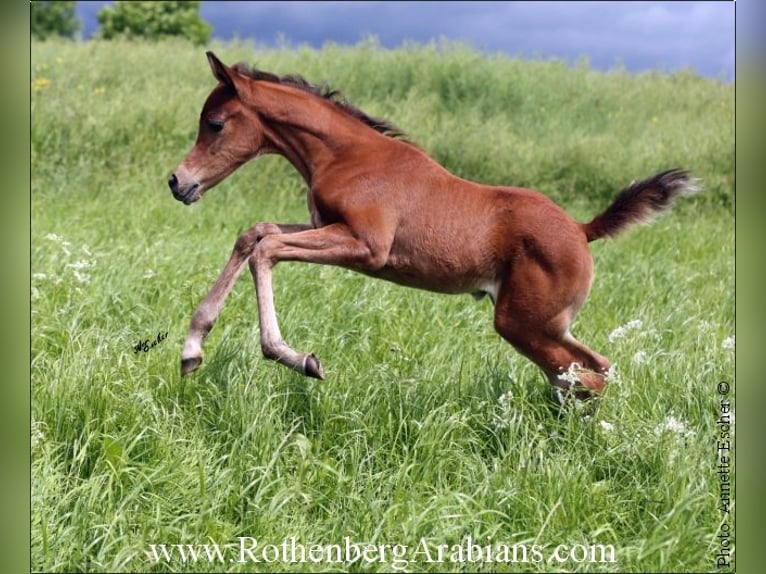 Arabe égyptien Jument 8 Ans 152 cm Gris in Monheim