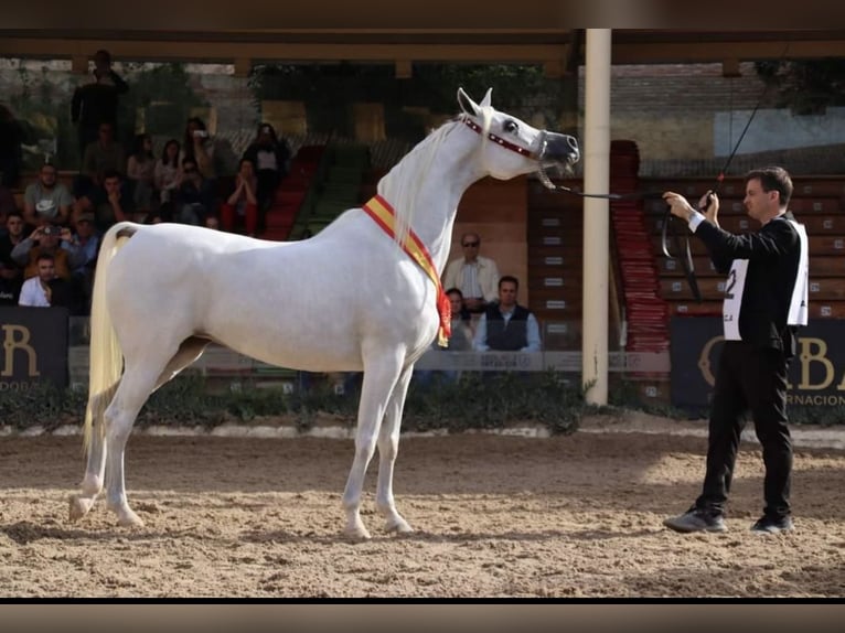 Arabe égyptien Jument 8 Ans 154 cm Bai in Laatzen