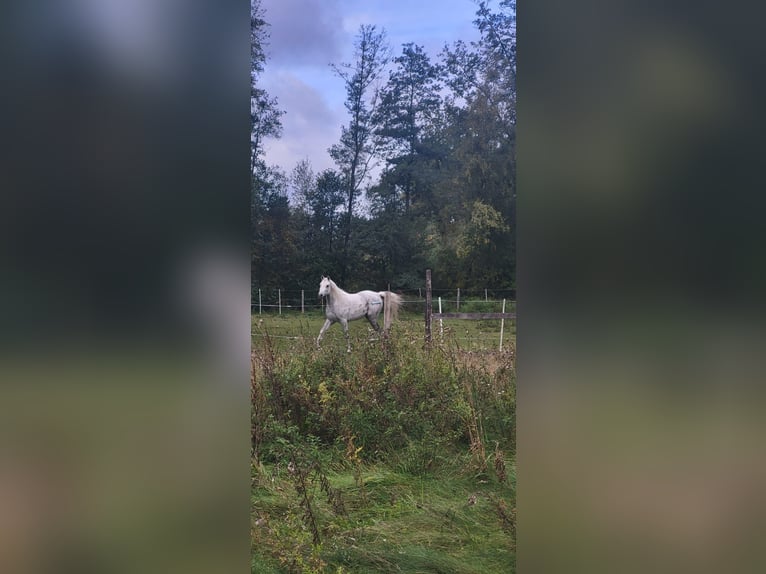 Arabe égyptien Jument 9 Ans 155 cm Blanc in Fa&#xDF;berg