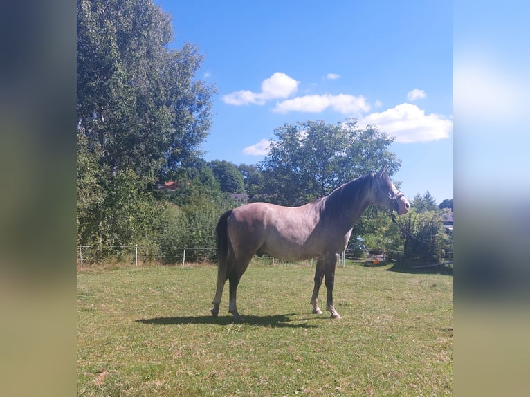 Árabe Shagya Caballo castrado 10 años 153 cm Tordo rodado in Brennberg