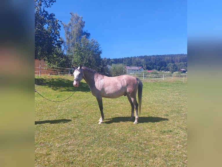 Árabe Shagya Caballo castrado 10 años 153 cm Tordo rodado in Brennberg