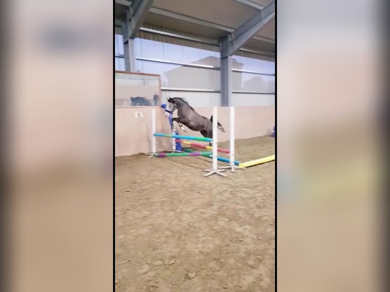Árabe Shagya Caballo castrado 10 años 153 cm Tordo rodado in Brennberg