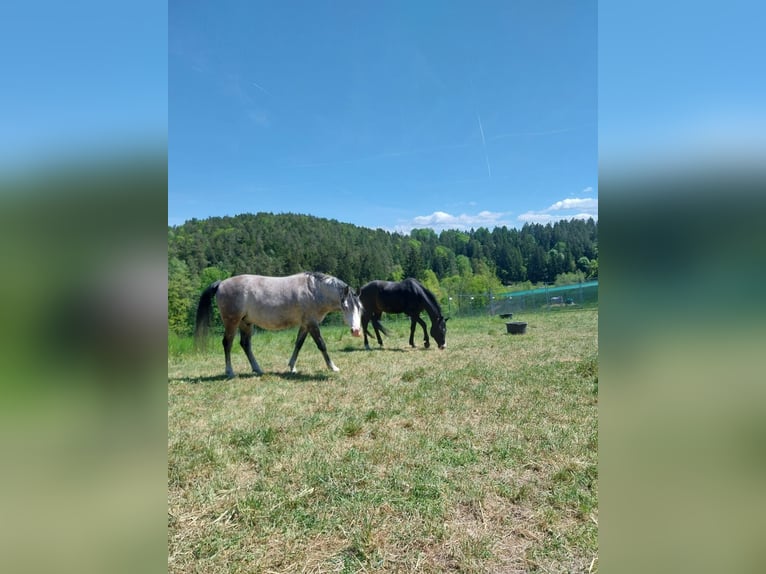 Árabe Shagya Caballo castrado 10 años 153 cm Tordo rodado in Brennberg