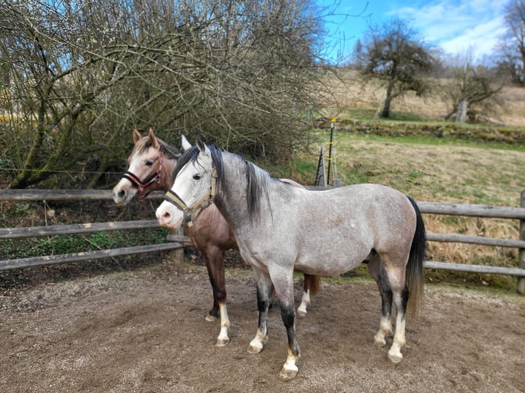 Árabe Shagya Caballo castrado 10 años 153 cm Tordo rodado in Brennberg