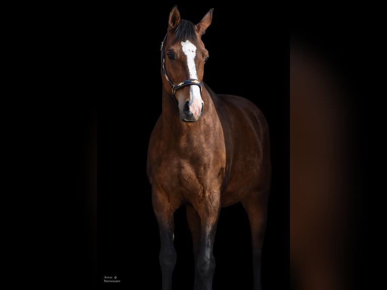 Árabe Shagya Caballo castrado 10 años 158 cm Castaño in GroßschönauGroßschönau