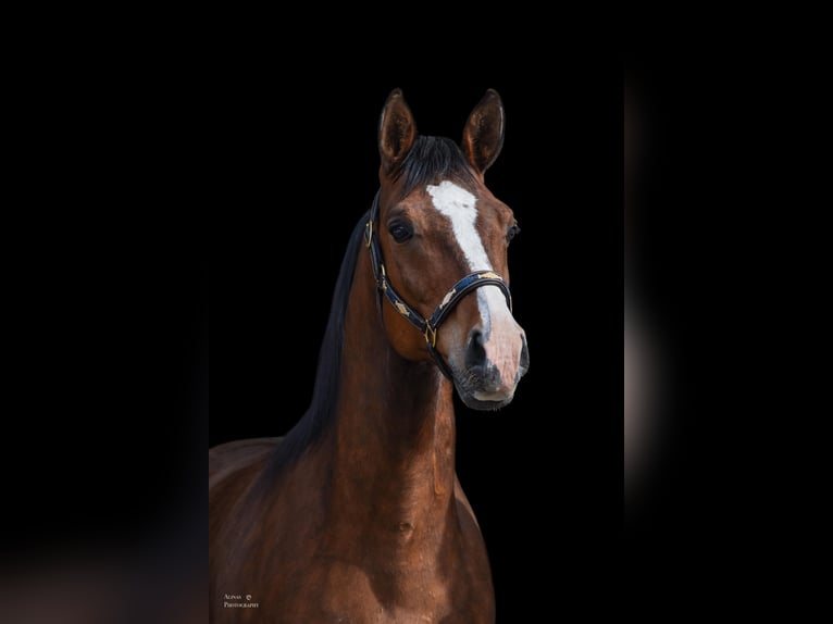 Árabe Shagya Caballo castrado 10 años 158 cm Castaño in GroßschönauGroßschönau