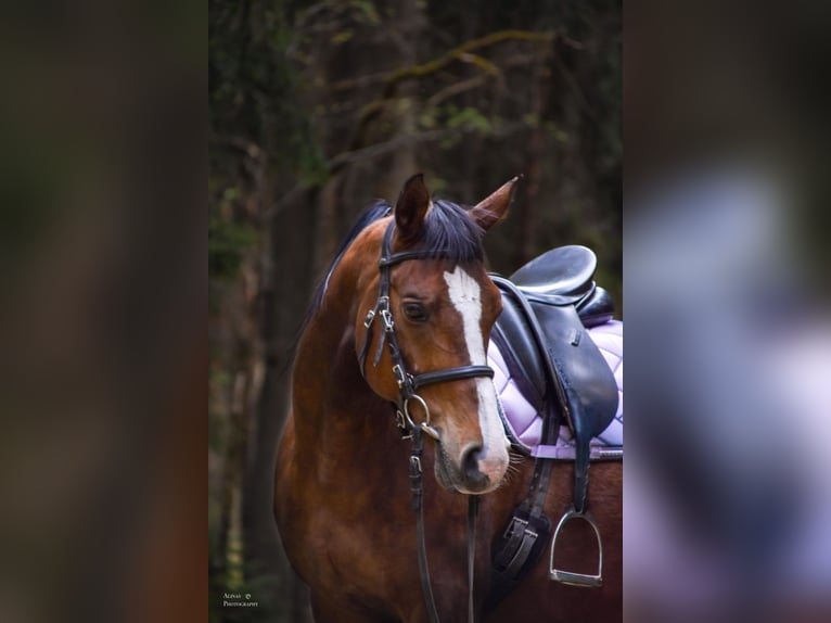 Árabe Shagya Caballo castrado 10 años 158 cm Castaño in GroßschönauGroßschönau