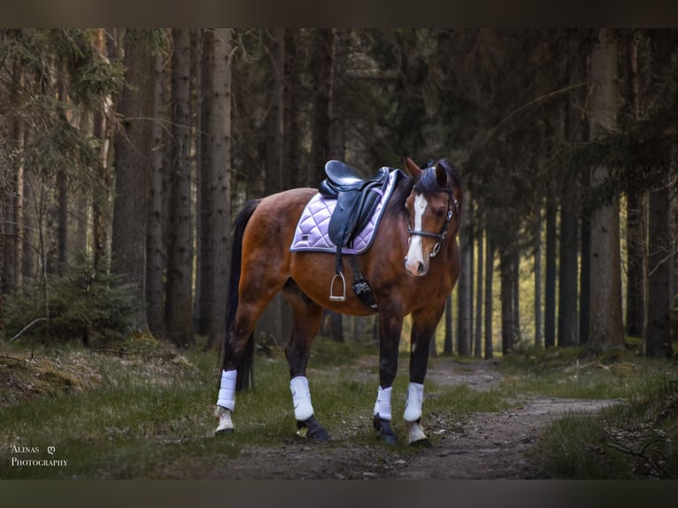Árabe Shagya Caballo castrado 10 años 158 cm Castaño in GroßschönauGroßschönau