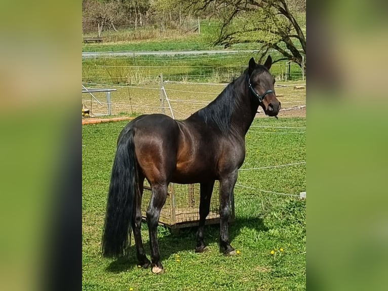 Árabe Shagya Caballo castrado 10 años 158 cm Castaño oscuro in Schöllkrippen
