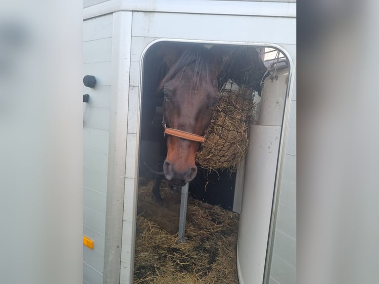 Árabe Shagya Caballo castrado 10 años 160 cm Castaño oscuro in Schöllkrippen
