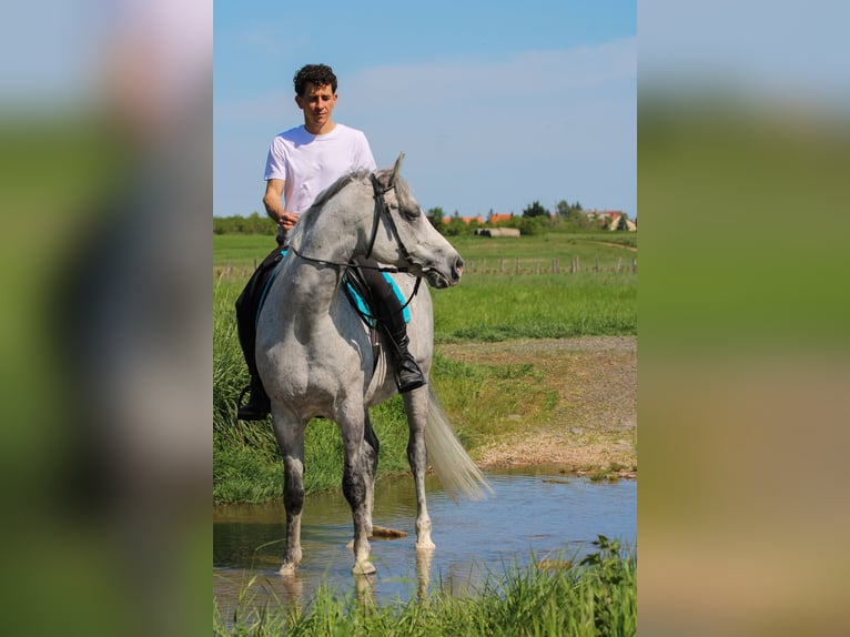 Árabe Shagya Caballo castrado 10 años 160 cm Tordo in Paloznak