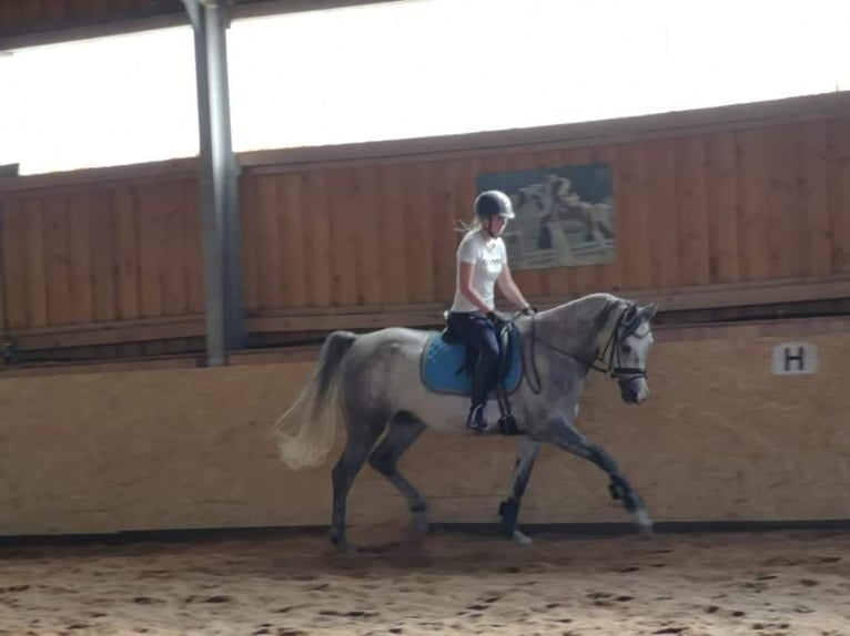 Árabe Shagya Caballo castrado 10 años 163 cm Tordo in Illschwang