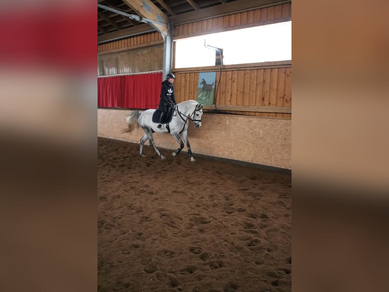 Árabe Shagya Caballo castrado 10 años 163 cm Tordo in Illschwang