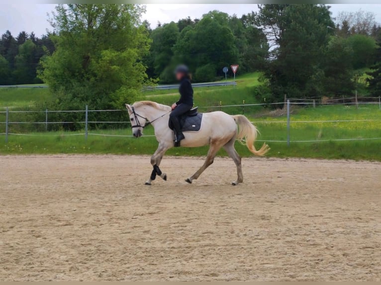 Árabe Shagya Caballo castrado 10 años 163 cm Tordo in Illschwang