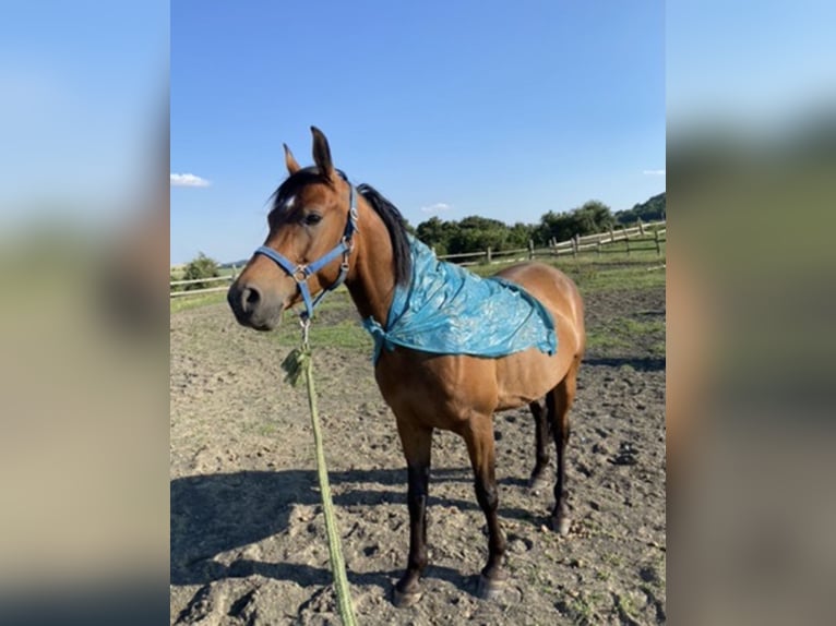 Árabe Shagya Caballo castrado 10 años Castaño in Piešťany
