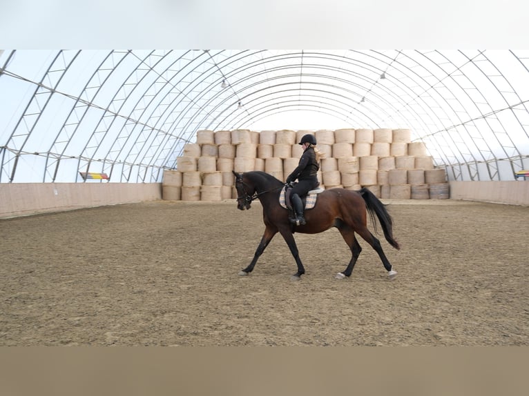 Árabe Shagya Caballo castrado 13 años 160 cm Castaño in Neuhaus in der Wart