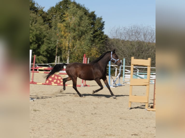 Árabe Shagya Caballo castrado 13 años 160 cm Castaño in Neuhaus in der Wart