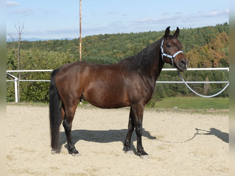 Árabe Shagya Caballo castrado 13 años 160 cm Castaño in Neuhaus in der Wart