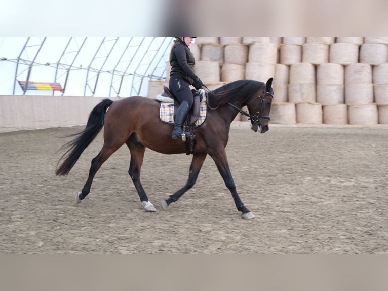Árabe Shagya Caballo castrado 13 años 160 cm Castaño in Neuhaus in der Wart