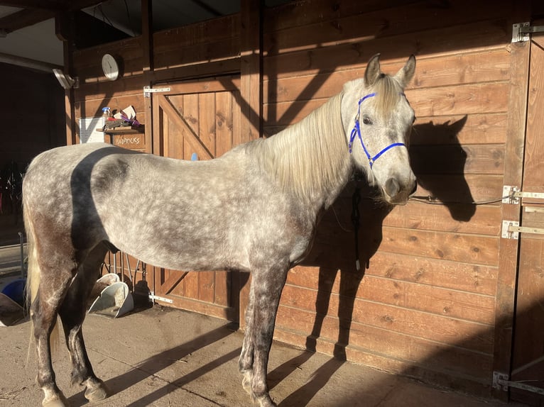 Árabe Shagya Caballo castrado 13 años 160 cm Tordo rodado in Tona