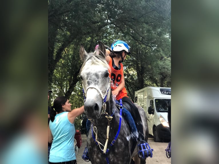 Árabe Shagya Caballo castrado 13 años 160 cm Tordo rodado in Tona