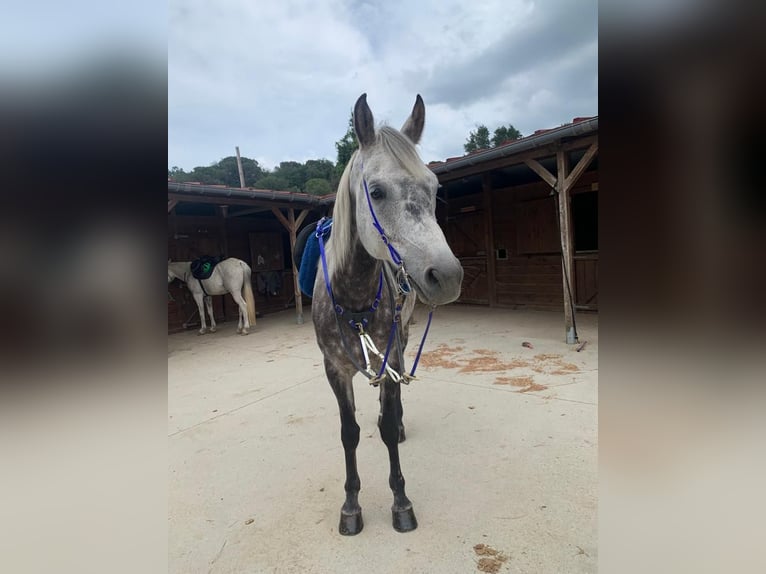 Árabe Shagya Caballo castrado 13 años 160 cm Tordo rodado in Tona