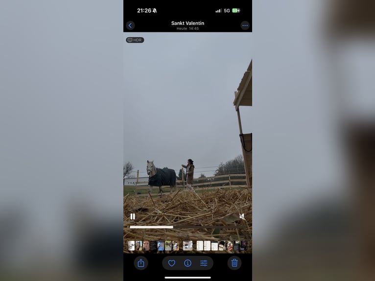 Árabe Shagya Caballo castrado 13 años Tordo in St. ValentiN