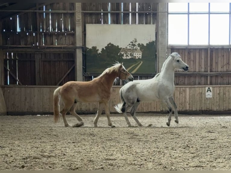 Árabe Shagya Caballo castrado 14 años 160 cm Tordo in St. Valentin